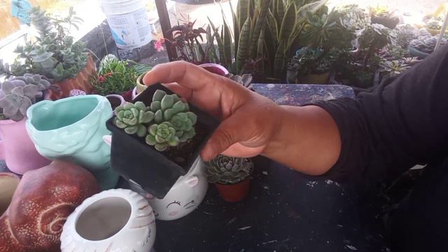 Macetas Y #suculentas Que Compre