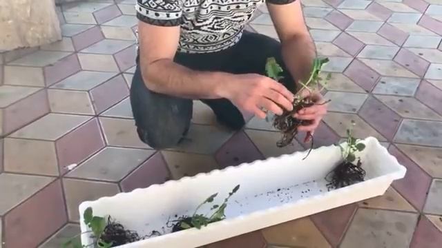 Пересадка цимбидиума и ГЕРБЕР в грунт Zeoflora