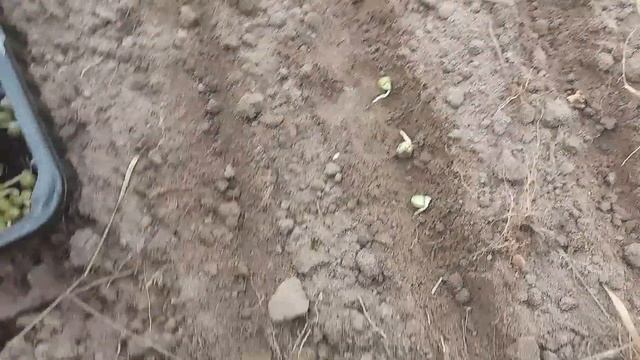 Два урожая гороха за сезон смотреть онлайн