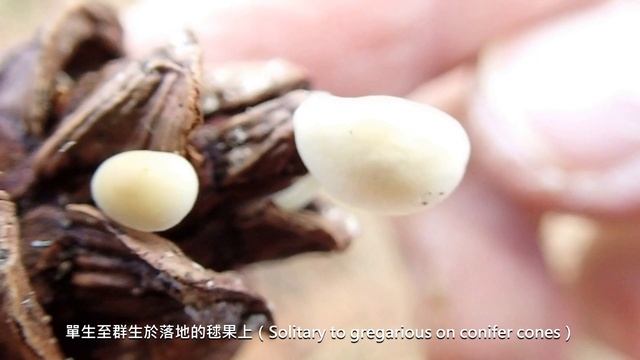 耳匙菌Auriscalpium Vulgare；污白毬果菌strobilurus Trullisatus；裂褶菌/Schizophyllum Commune；紅菇Russula Sp.
