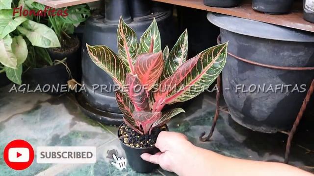 Aglaonema Pride Of Sumatera menor aglonema POS di Tokopedia-LAPAKTERSEDIA | flonafitas | fit and jo смотреть онлайн
