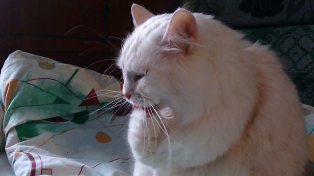 Ангорский кот вылизывает лапу смотреть онлайн
