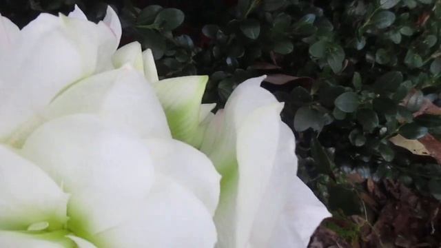 White Amadeus Amaryllis Hippeastrum Flower in Full Bloom - Great gift for Christmas. Giving plant смотреть онлайн