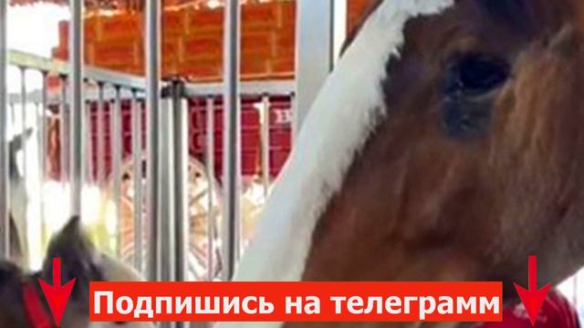 Самая крошечная лошадка в мире считает себя бульдогом, только посмотрите на это смотреть онлайн