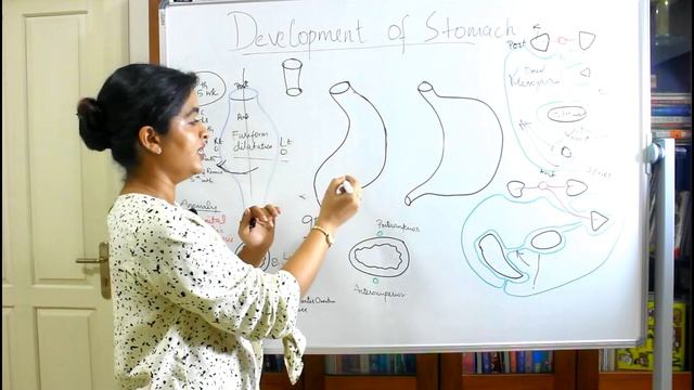 DEVELOPMENT OF THE STOMACH-DEVELOPMENT OF THE GIT-PART 4-DR ROSE JOSE MD смотреть онлайн