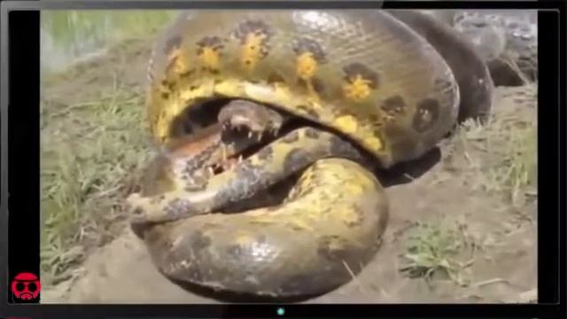 Anaconda vs Crocodile - Python vs Alligator compilation - Python vs crocodile - Snake смотреть онлайн