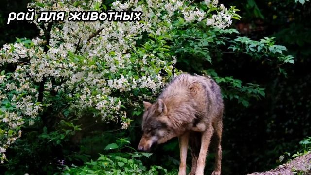 Необычные звуки диких животных: волки, Медведи, львы, тигры, гепарды, орлы, крокодилы - часть 54 смотреть онлайн