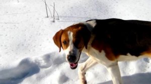 Порода собак .Русская гончая.Уникальная русская порода