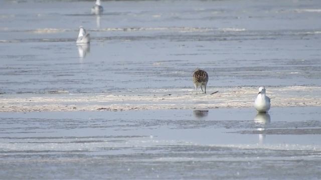 Большой кроншнеп, август, Курганская область смотреть онлайн