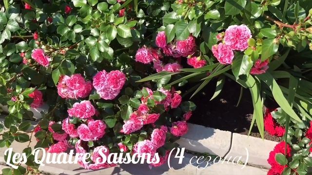 Океан цветущих роз! Почвопокровные розы с названиями! смотреть онлайн