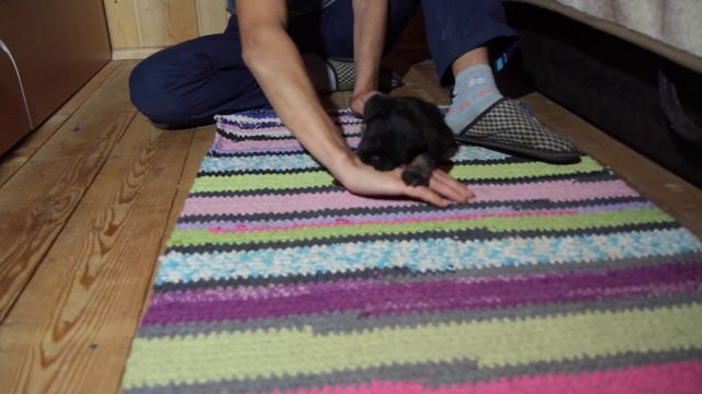 бельгийский гриффон , 45 дней, кобель, питомник 