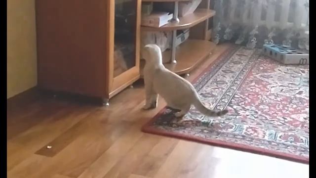 Стоит ли заводить второго кота!! Поведение в квартире!!!! смотреть онлайн