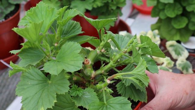 Regal Cuttings August 19