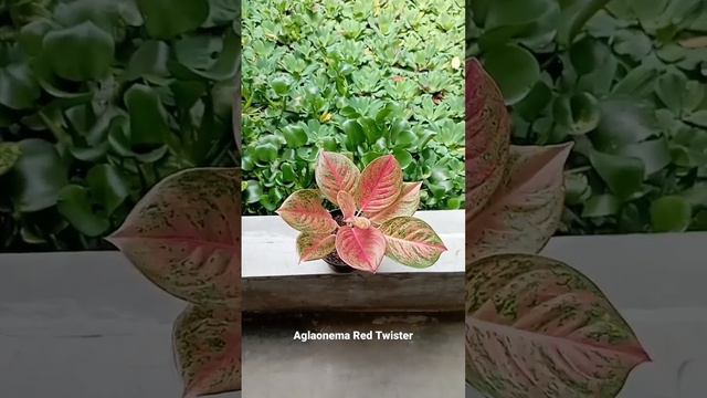 Jual Tanaman Hias Aglaonema Red Twister смотреть онлайн