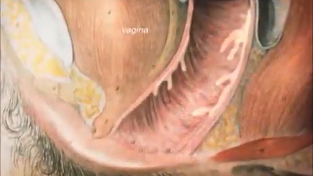 Female reproductive system смотреть онлайн