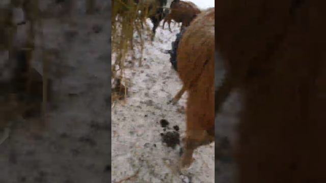 #зима2021 #пурга#снег#коровы #худеют #работа #кипит смотреть онлайн