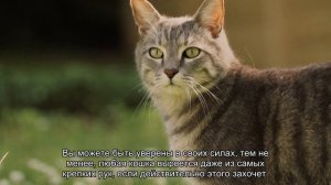 Перевозка кошек в автомобиле