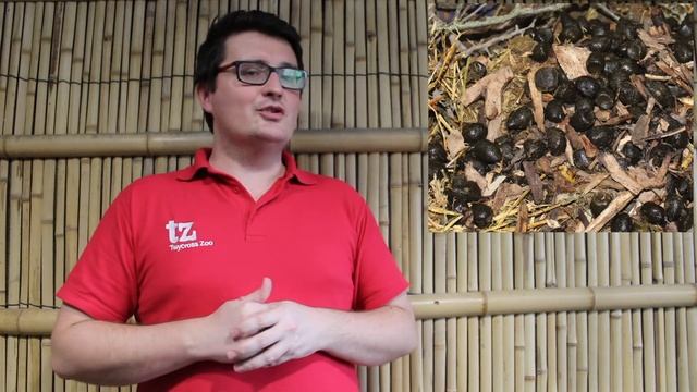 Twycross Zoo's Afterschool Club - Poo at the Zoo! | Lockdown 2.0 смотреть онлайн
