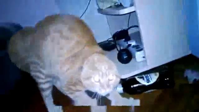 Кот со светящимися глазами.Super funny video with animals смотреть онлайн