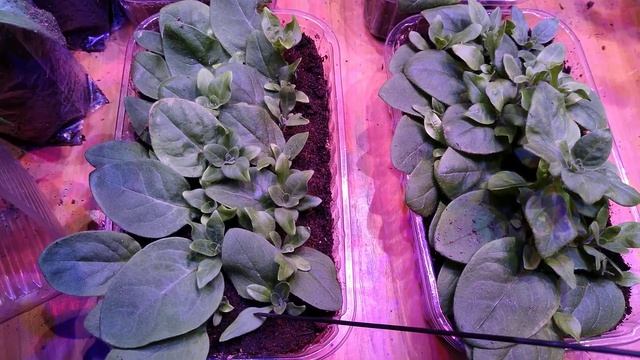 Размножение петунии листом! смотреть онлайн