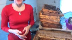 Личинки восковой моли: как выращиваем и делаем настойку