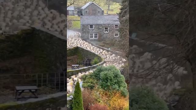 Час пик в Озерном крае смотреть онлайн