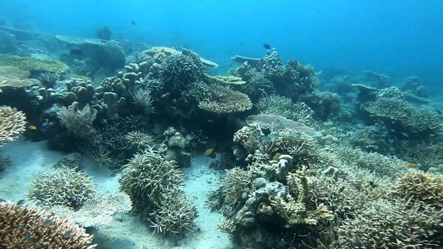 Croisière de Florès à Lombok смотреть онлайн
