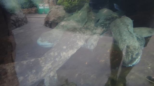 Великолепный парк Chimelong Ocean Kingdom - Жизнь в Китае #284 смотреть онлайн