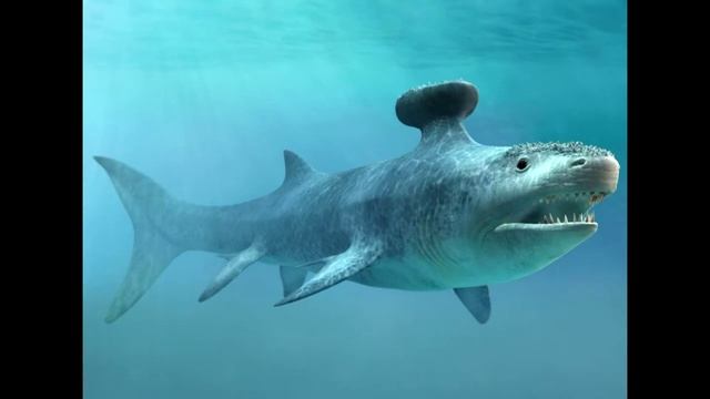 Tribute to Stethacanthus смотреть онлайн