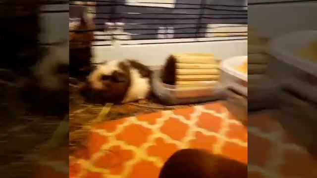 Морские свинки. Бегать прыгать и скакать никто не запрещал смотреть онлайн