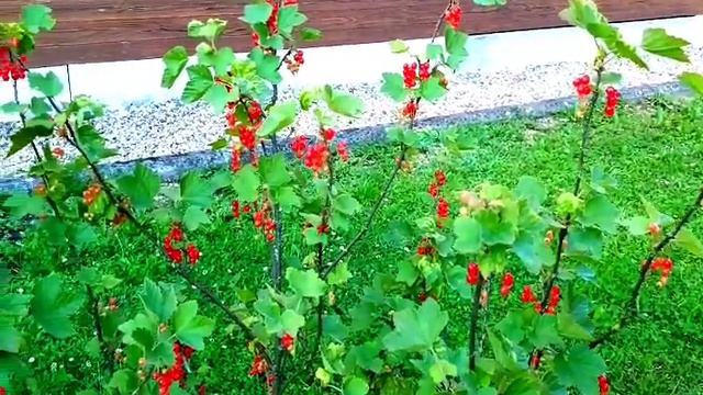 Cranberry plants|| Health Benefits of Eating cranberrys|| смотреть онлайн