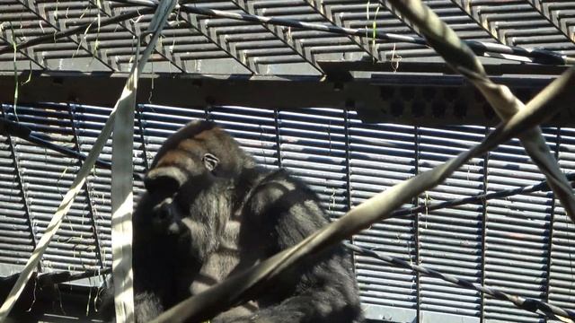A Male Gorilla? Sucking His Finger And Impatiently Waiting For His Lunch. Gentaro, Age 12.