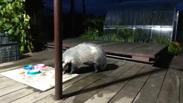 Жизнь Дачная. Как чавкает барсук смотреть онлайн