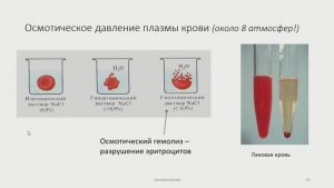 Физиология крови. Часть 1.