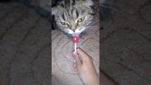 Моя кошка Сюзи лижет леденец🐈💗🍭