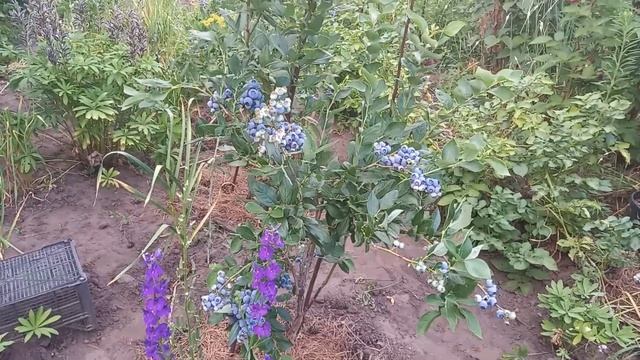 Описание голубики Дюк.