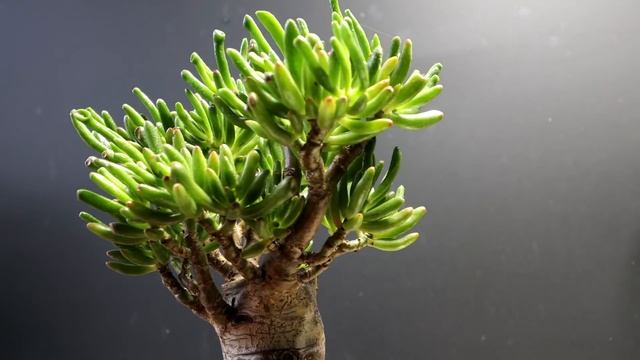 Baobab Style Jade, The Bonsai Zone, Jan 2022 смотреть онлайн