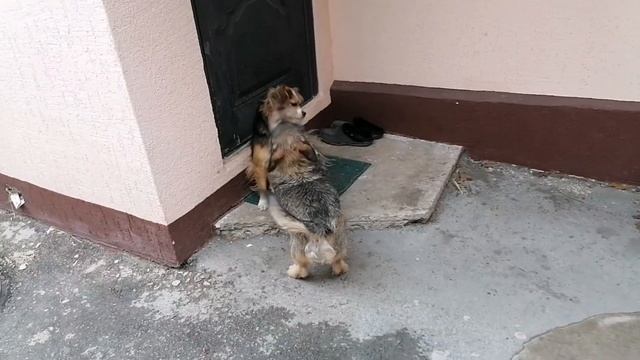 От озера к дому. Боба воспитывает Мамаську:) смотреть онлайн