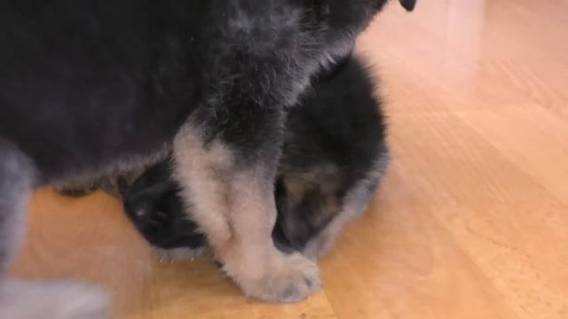 Щенки Немецкой овчарки от Дольфа и Фанты. Puppies German Shepherd 1 month. смотреть онлайн