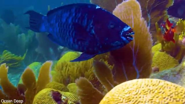 Stunning of 4K Underwater Wonders - Relaxing Music - Coral Reefs & Colorful Sea Life смотреть онлайн