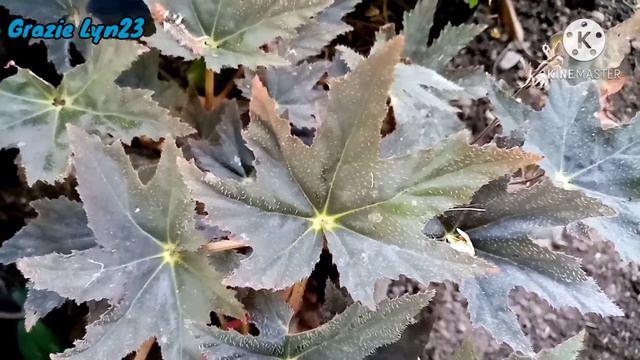 Hanging plant collections tour /Begonia and episcia #hangingplants #begoniacollection смотреть онлайн