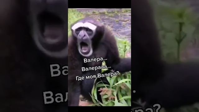 #валера #обезьяна #макака #гарилла #животные #вмиреживотных #humor #юмор #приколы #смешныеживотные смотреть онлайн