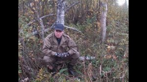 Охота на лося на реву.Маним лося,Лось вышел.Все о вабе на лося.