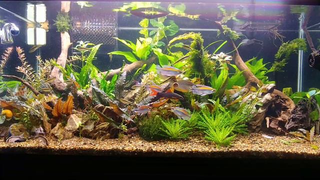 40 breeder freshwater planted time-lapse смотреть онлайн