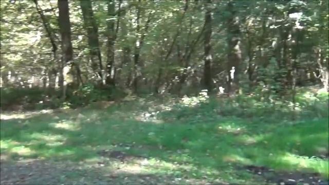 Воскресная прогулка 1 (2018) /А есть ли грибы? смотреть онлайн