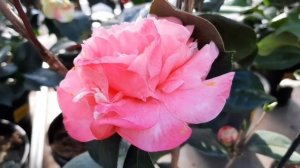 КАМЕЛИЯ как зимовала. Камелии и примулы в садовом магазине Жулицкий. 28.02.2023