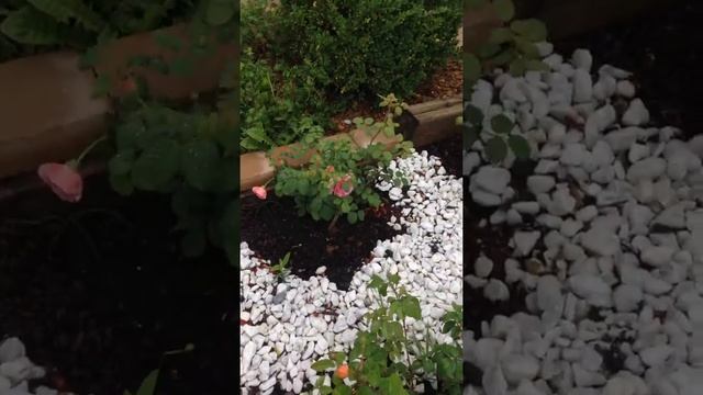 Princess Alexandra Kent Rose смотреть онлайн