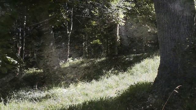 MyZen in Parc de Pringy Panasonic HDC SD60 Full HD смотреть онлайн