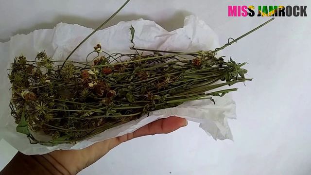 Secrets of the Lovely, Dainty, Spanish Needle смотреть онлайн