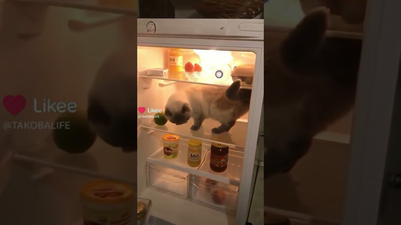 Кошка в холодильнике #кошка смотреть онлайн